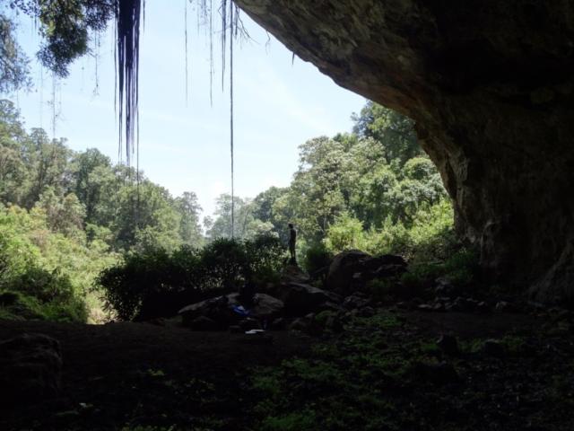 Slon na Mount Elgonu