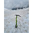 Cepin Climbing Technology Hound +