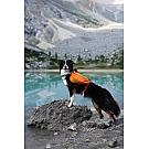 Pasji nahrbtnik Ruffwear Approach